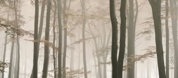 ALBERI FORESTA 74 | Carta da parati con sagome di alberi